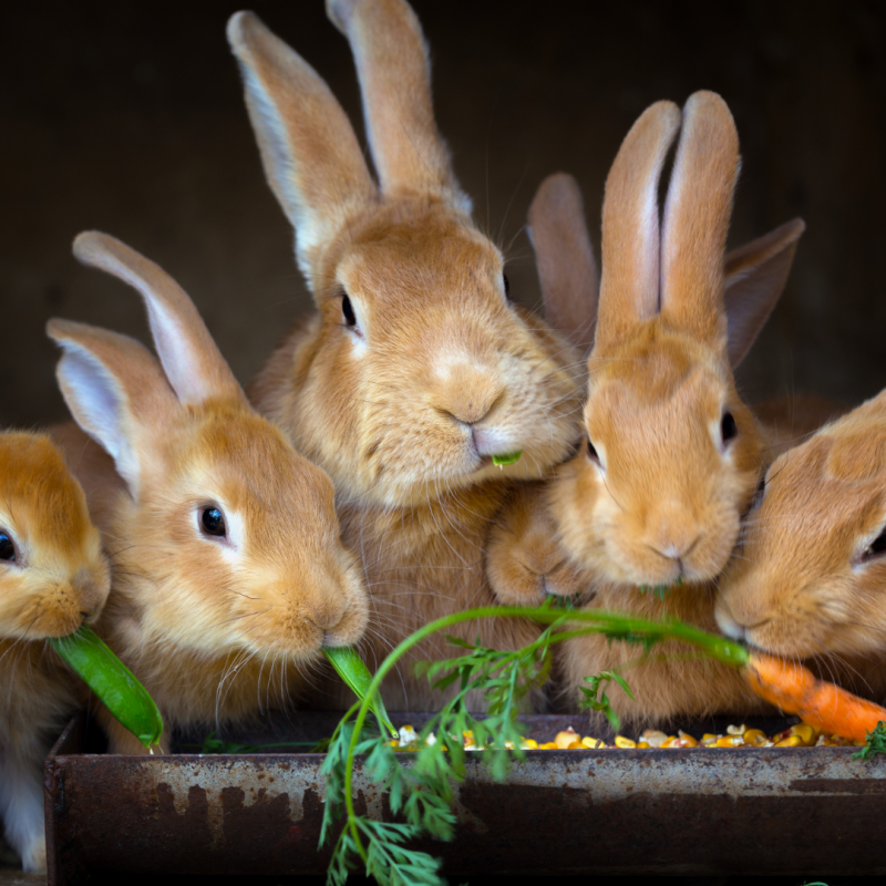 Jaké je nejvhodnější krmivo pro králíky?
