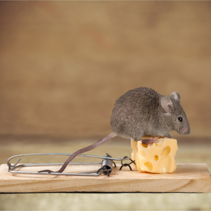 Jak se zbavit myší v domě?