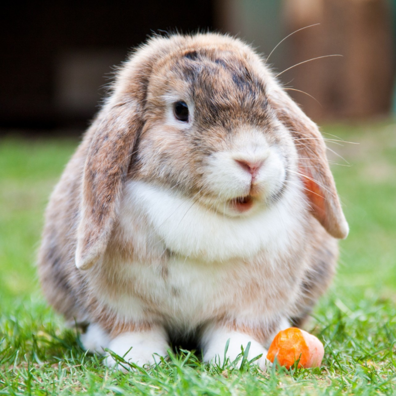 Co nesmí jíst králík?