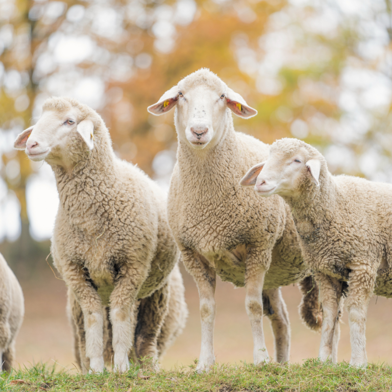 Jak na stříhání ovcí